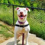 Adoptable (Official) Georgia Dogs for March 14, 2023