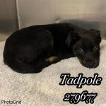 Adoptable (Official) Georgia Dogs for March 15, 2023