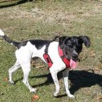 Adoptable (Official) Georgia Dogs for March 16, 2023
