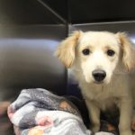 Adoptable (Official) Georgia Dogs for March 17, 2023