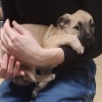 Adoptable (Official) Georgia Dogs for March 20, 2023