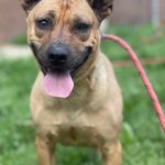 Adoptable (Official) Georgia Dogs for March 21, 2023