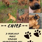 Adoptable (Official) Georgia Dogs for March 22, 2023