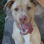 Adoptable (Official) Georgia Dogs for March 24, 2023