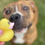 Adoptable (Official) Georgia Dogs for March 27, 2023
