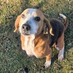 Adoptable (Official) Georgia Dogs for March 28, 2023
