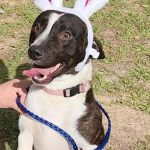 Adoptable (Official) Georgia Dogs for March 29, 2023