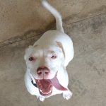 Adoptable (Official) Georgia Dogs for March 30, 2023
