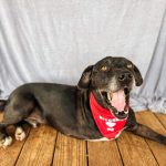Adoptable (Official) Georgia Dogs for March 31, 2023