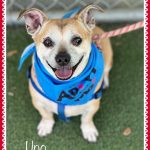 Adoptable (Official) Georgia Dogs for April 3, 2023