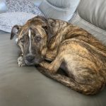 Adoptable (Official) Georgia Dogs for April 4, 202