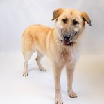 Adoptable (Official) Georgia Dogs for April 10, 2023