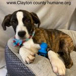 Adoptable (Official) Georgia Dogs for April 17, 2023