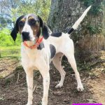 Adoptable (Official) Georgia Dogs for April 18, 2023