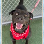 Adoptable (Official) Georgia Dogs for April 19, 2023