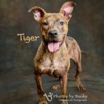 Adoptable (Official) Georgia Dogs for April 21, 2023