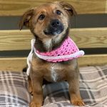 Adoptable (Official) Georgia Dogs for April 24, 2023