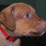 Adoptable (Official) Georgia Dogs for April 25, 2023
