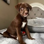 Adoptable (Official) Georgia Dogs for April 26, 2023
