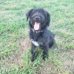 Adoptable (Official) Georgia Dogs for April 28, 2023