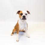 Adoptable (Official) Georgia Dogs for May 1, 2023