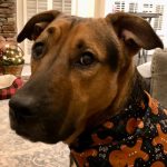 Adoptable (Official) Georgia Dogs for May 2, 2023