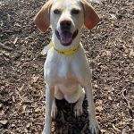 Adoptable (Official) Georgia Dogs for May 3, 2023