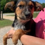 Adoptable (Official) Georgia Dogs for May 5, 2023
