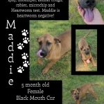 Adoptable (Official) Georgia Dogs for May 8, 2023