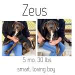 Adoptable (Official) Georgia Dogs for May 9, 2023