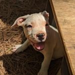 Adoptable (Official) Georgia Dogs for May 10, 2023