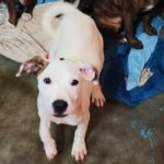 Adoptable (Official) Georgia Dogs for May 15, 2023