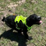 Adoptable (Official) Georgia Dogs for May 16, 2023