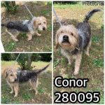 Adoptable (Official) Georgia Dogs for May 17, 2023