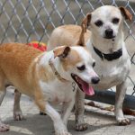 Adoptable (Official) Georgia Dogs for May 19, 2023