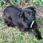Adoptable (Official) Georgia Dogs for May 22, 2023