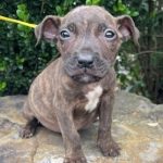 Adoptable (Official) Georgia Dogs for May 23, 2023