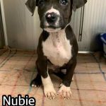 Adoptable (Official) Georgia Dogs for May 24, 2023