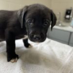 Adoptable (Official) Georgia Dogs for May 26, 2023