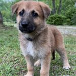 Adoptable (Official) Georgia Dogs for May 30, 2023