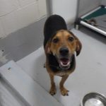Adoptable (Official) Georgia Dogs for May 31, 2023