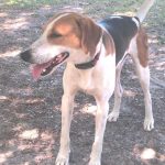 Adoptable (Official) Georgia Dogs for June 2, 2023