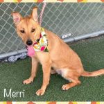 Adoptable (Official) Georgia Dogs for June 5, 2023