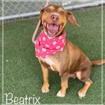 Adoptable (Official) Georgia Dogs for June 12, 2023