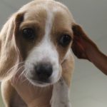 Adoptable (Official) Georgia Dogs for June 6, 2023