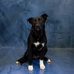 Adoptable (Official) Georgia Dogs for June 7, 2023