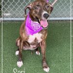 Adoptable (Official) Georgia Dogs for June 9, 2023