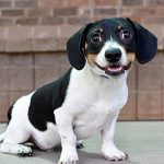 Adoptable (Official) Georgia Dogs for June 16, 2023