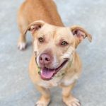 Adoptable (Official) Georgia Dogs for June 19, 2023