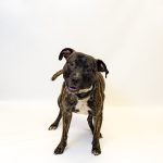 Adoptable (Official) Georgia Dogs for June 20, 2023